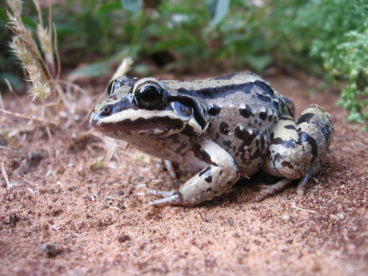 Leptodactylus mystacinus