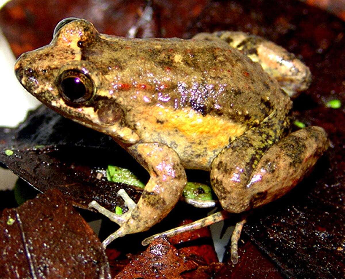 Leptodactylus natalensis
