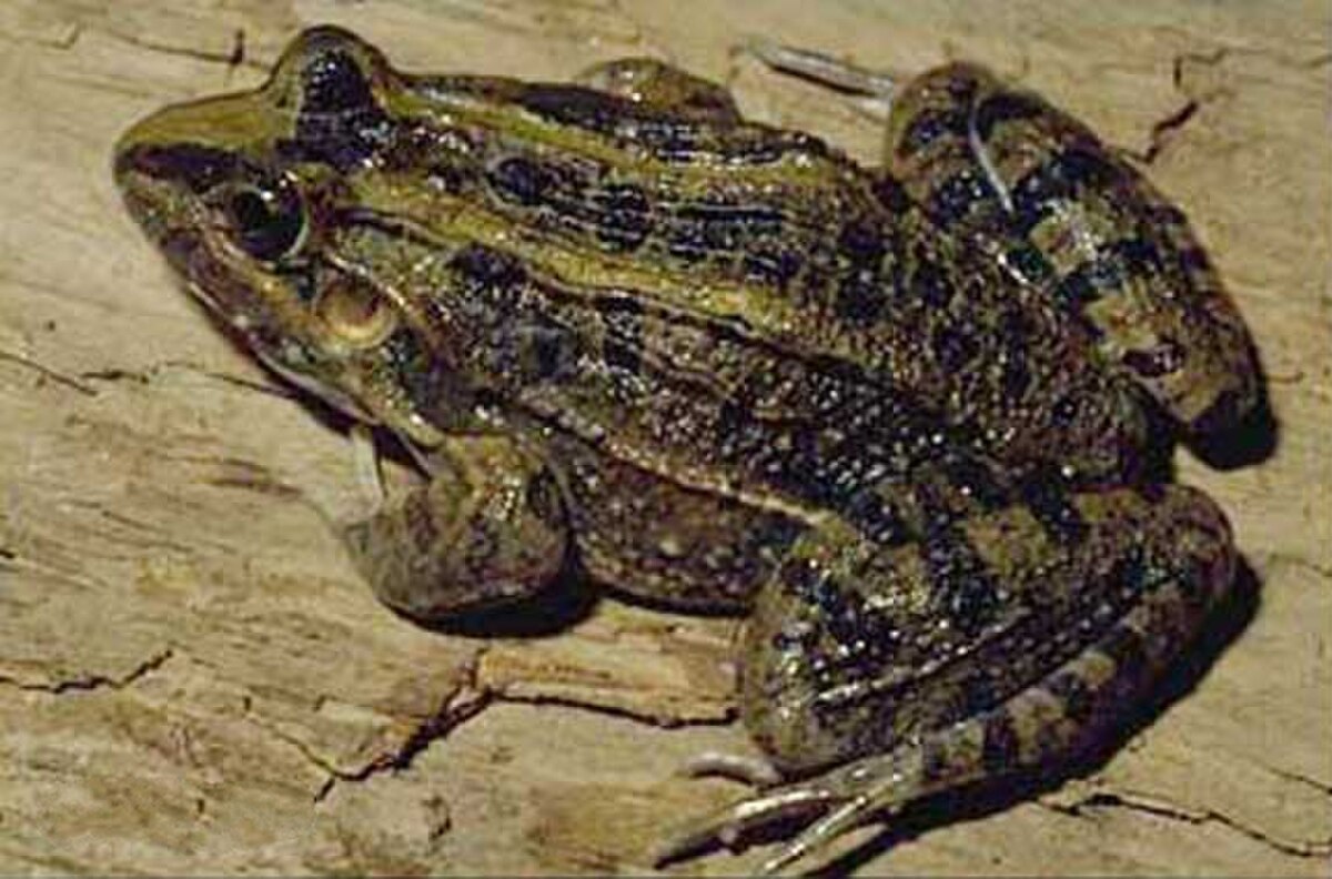 Leptodactylus ocellatus