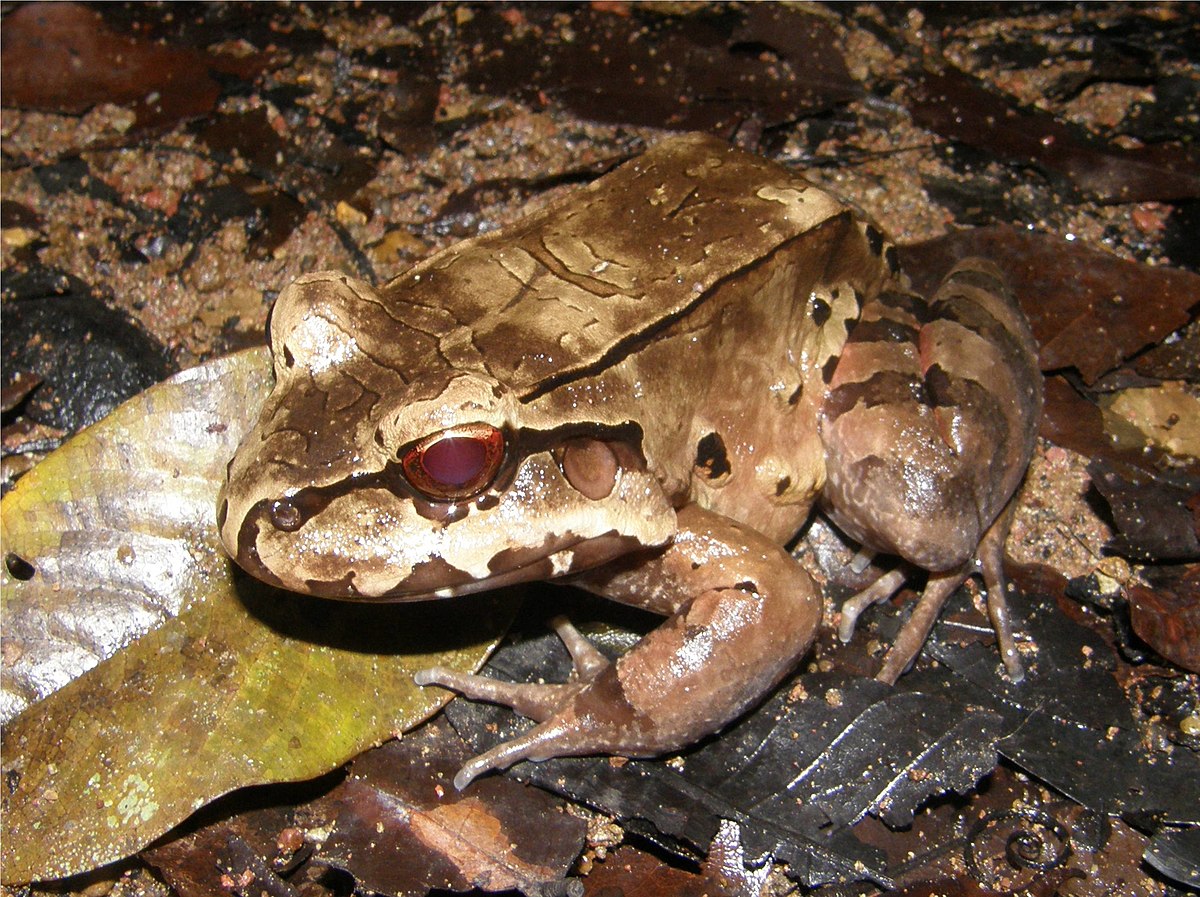 Leptodactylus pentadactylus