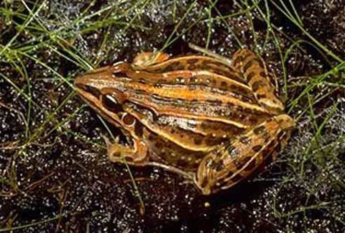 Leptodactylus plaumanni