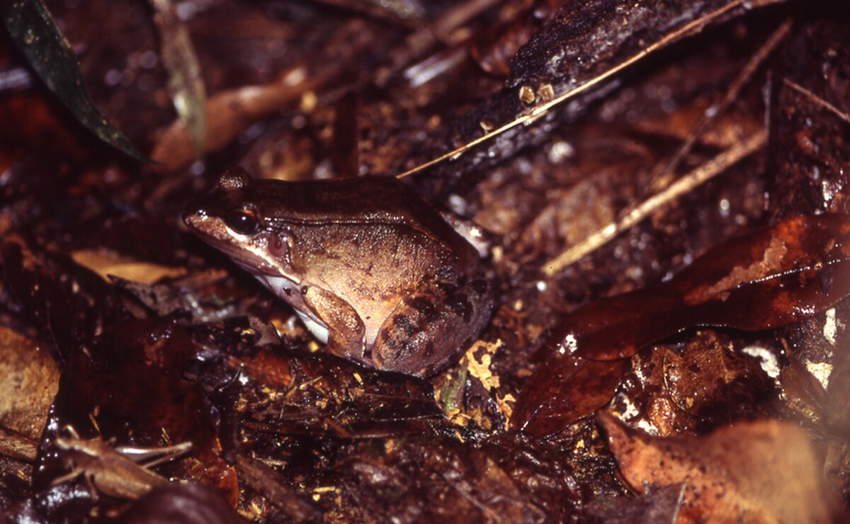 Leptodactylus rhodomystax