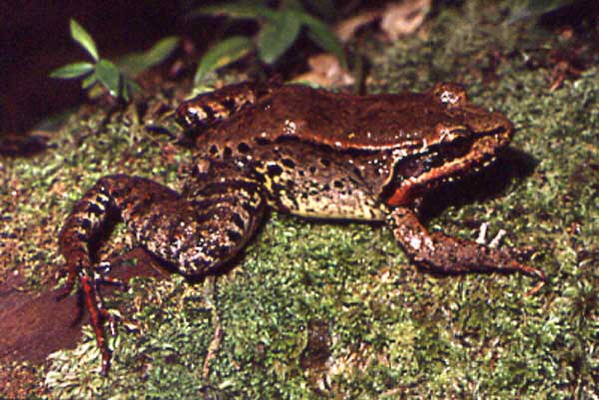 Leptodactylus riveroi