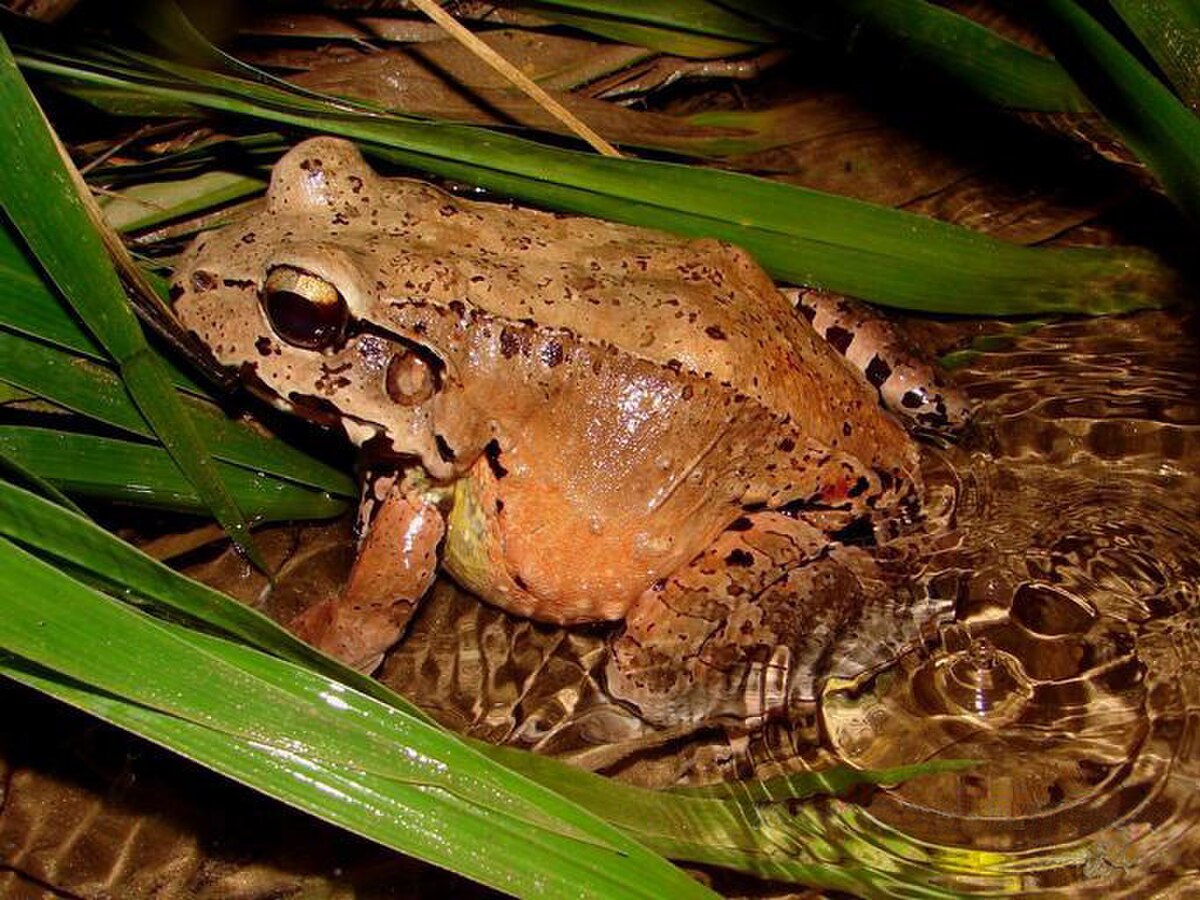 Leptodactylus savagei