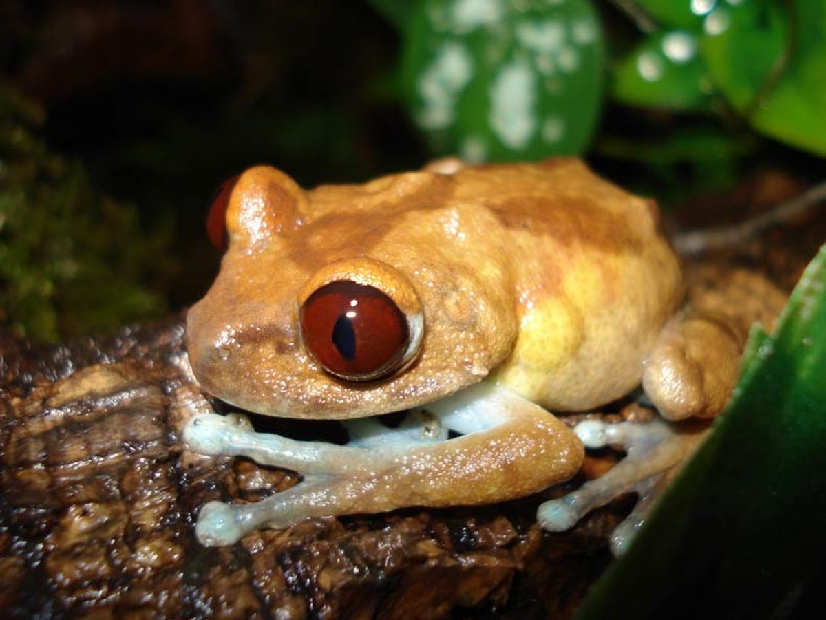 Leptopelis uluguruensis