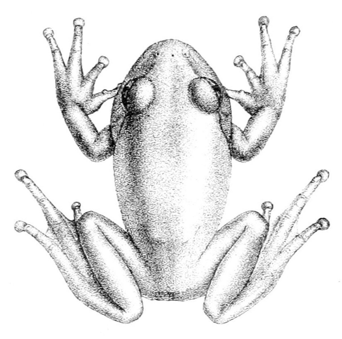 Leptopelis viridis