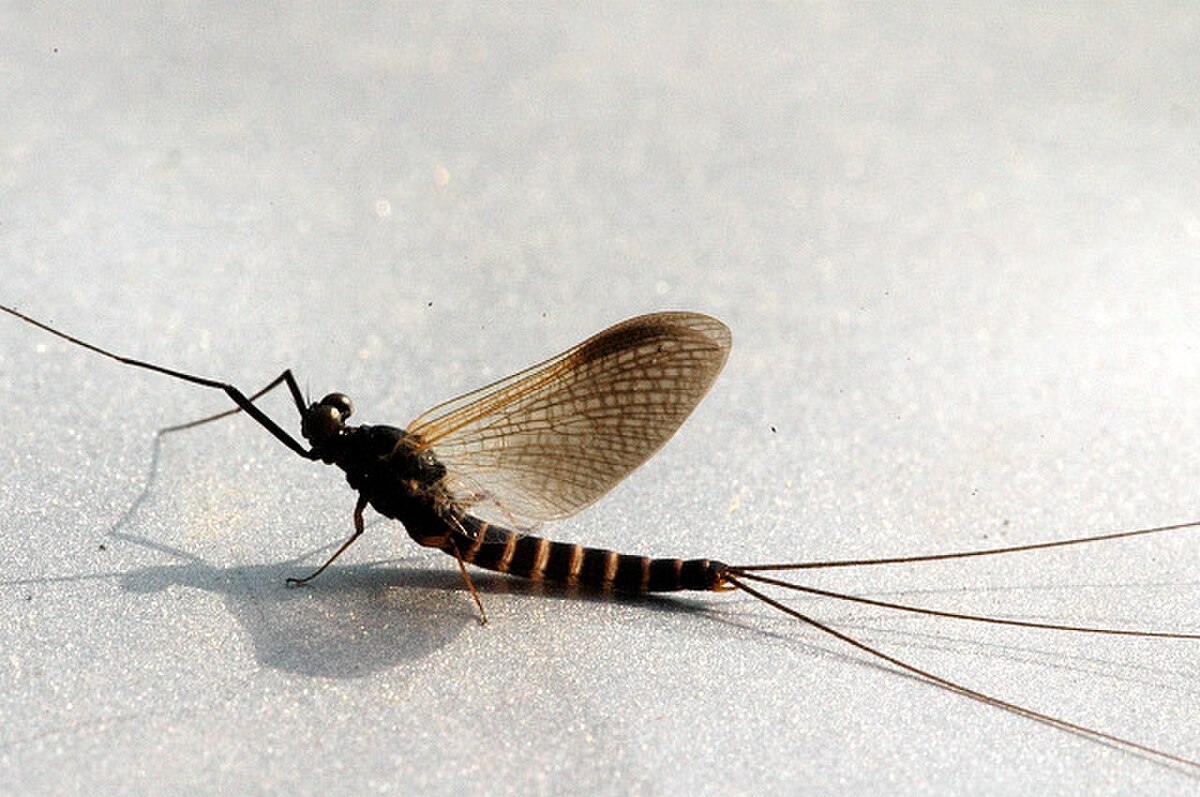 Leptophlebia