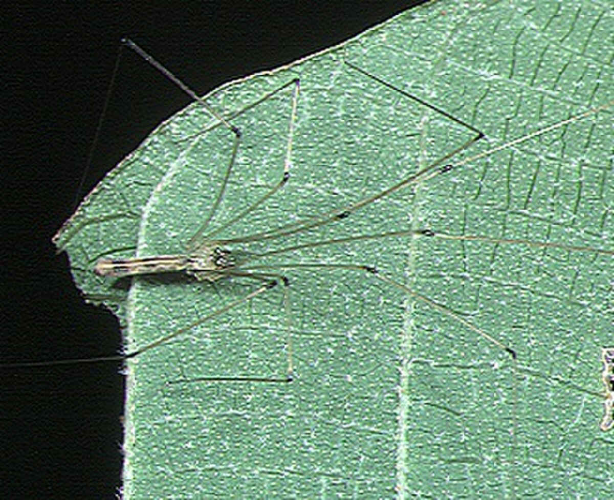Leptopholcus