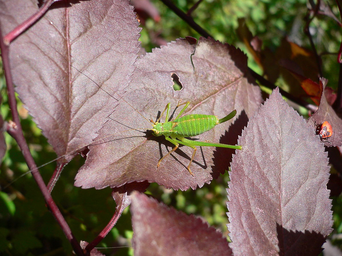 Leptophyes