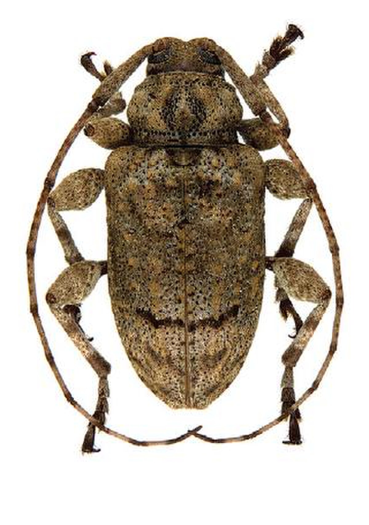 Acanthocinini