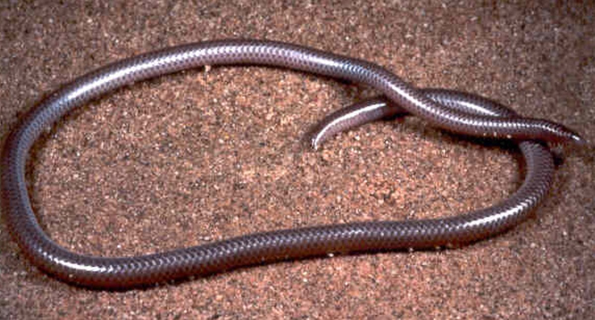 Leptotyphlopidae