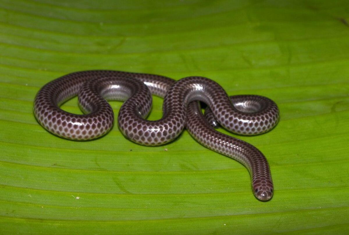 Tricheilostoma macrolepis