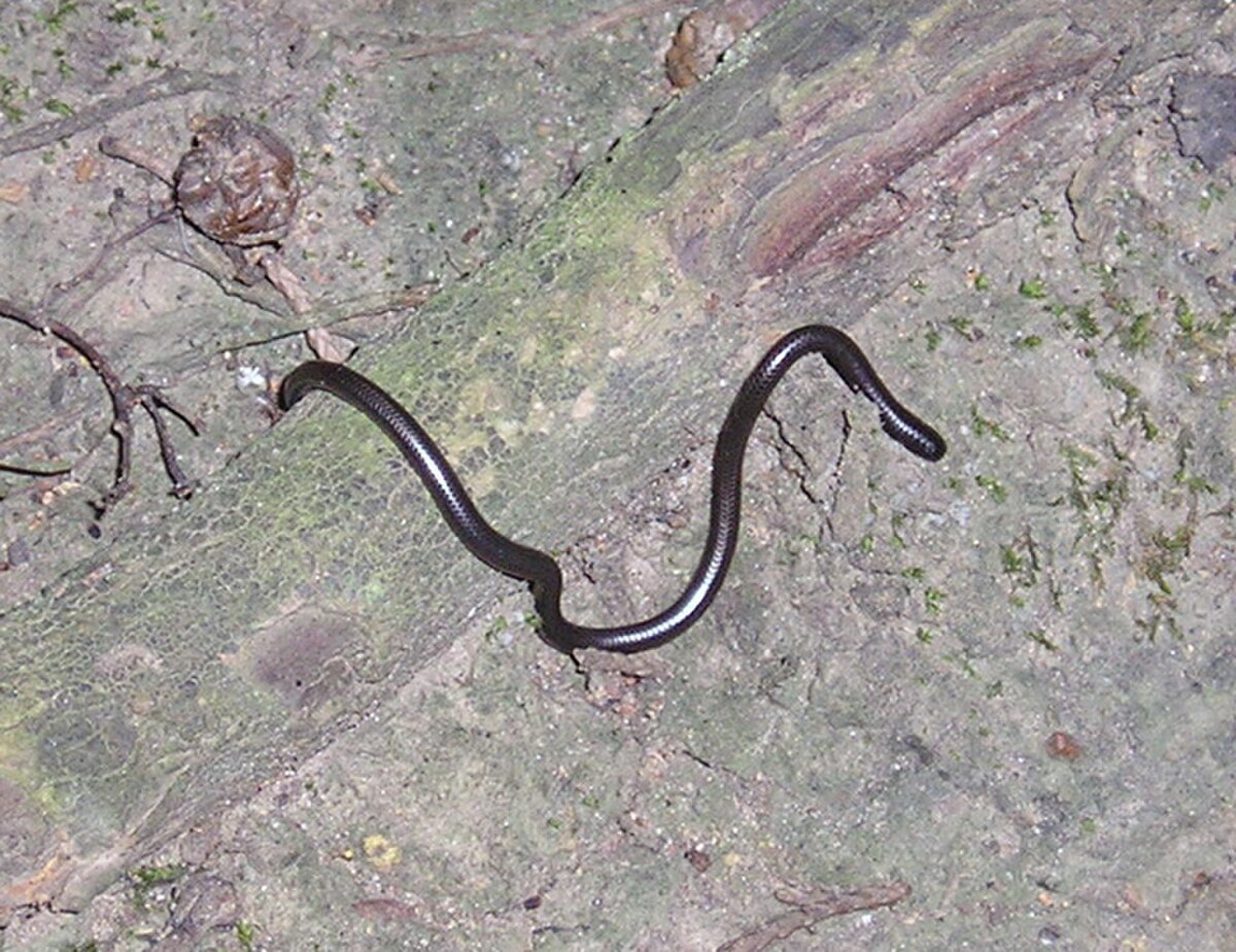 Leptotyphlops scutifrons