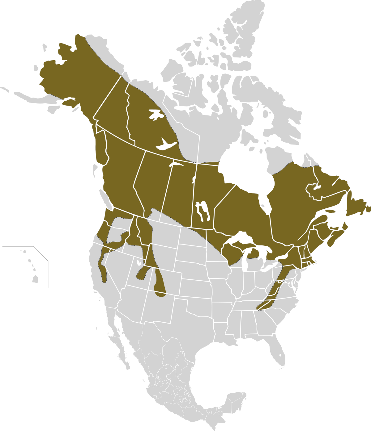 Lièvre d'Amérique