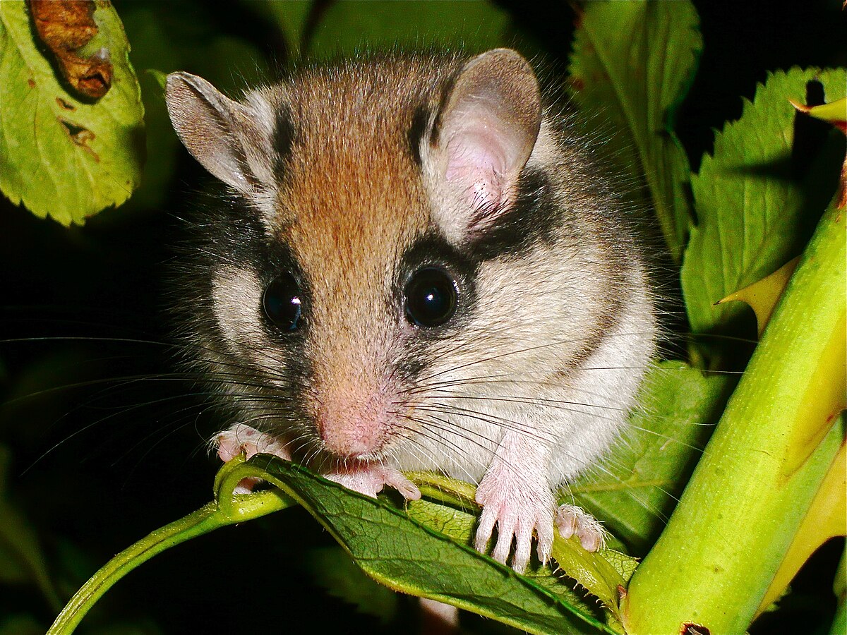 Eliomys quercinus