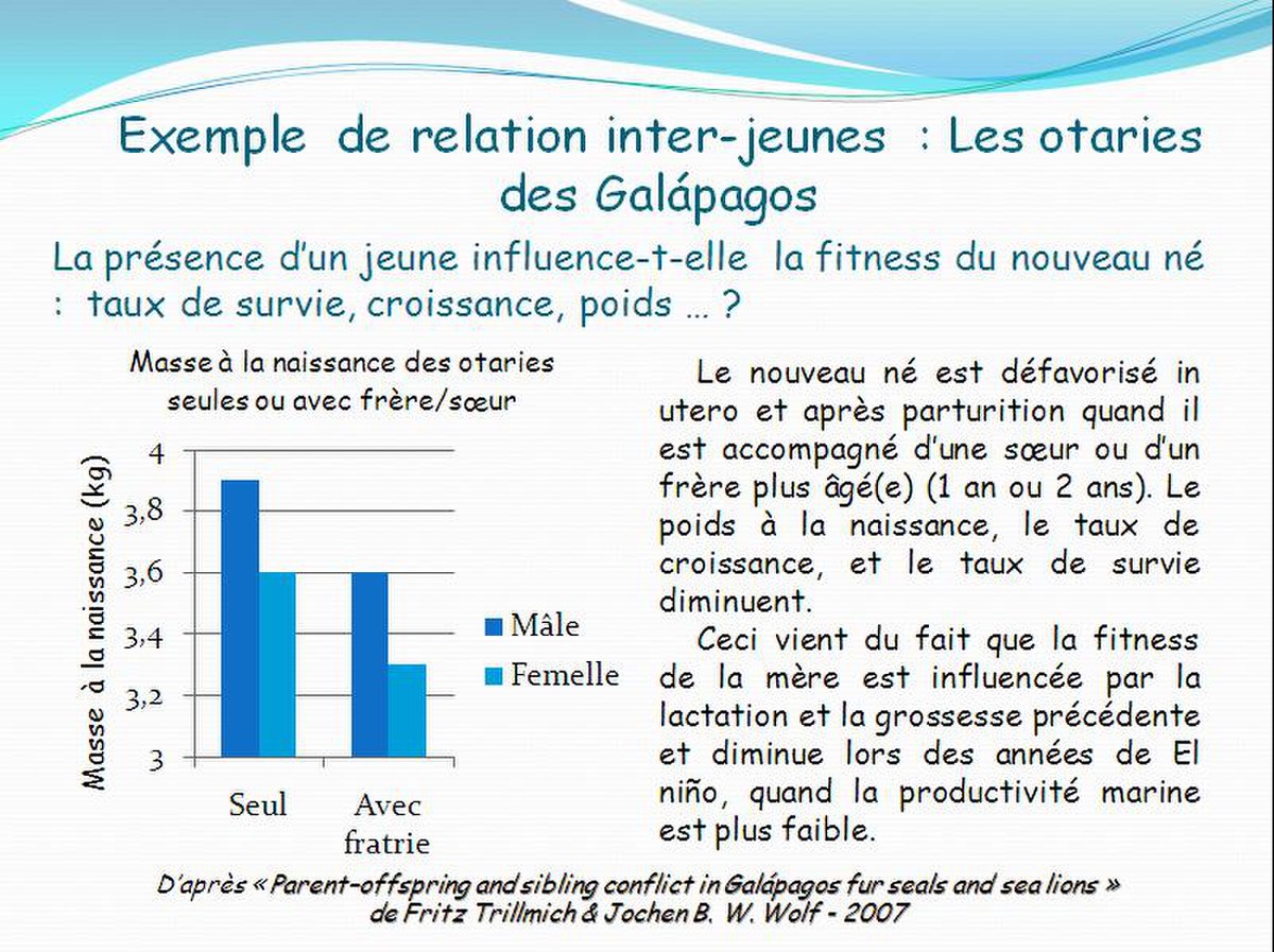 exemple de relation inter-jeune chez les otaries des Galapagos
