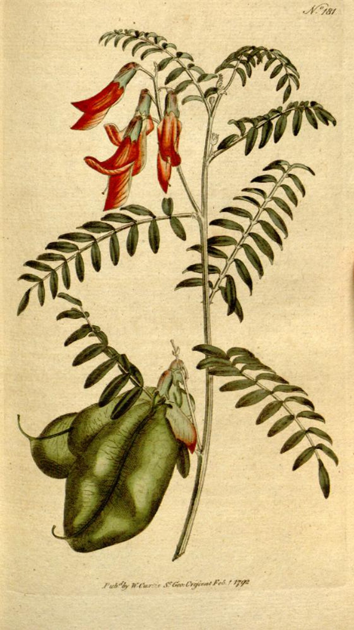 Lessertia frutescens