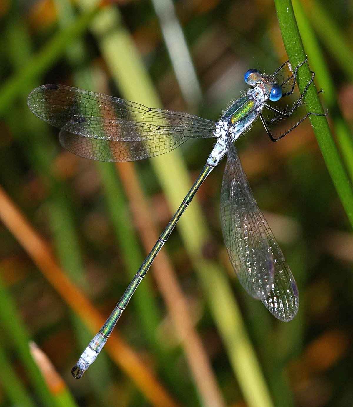 Lestes