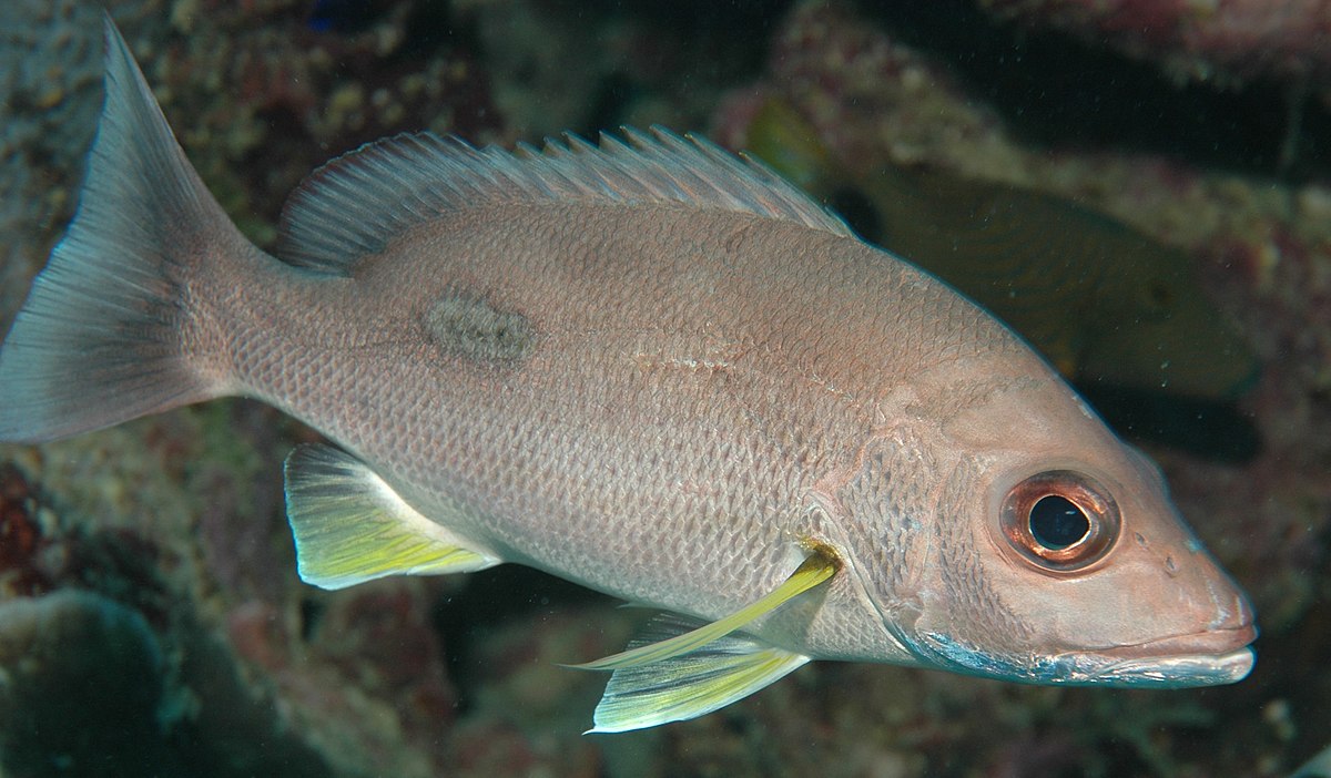 Lethrinus