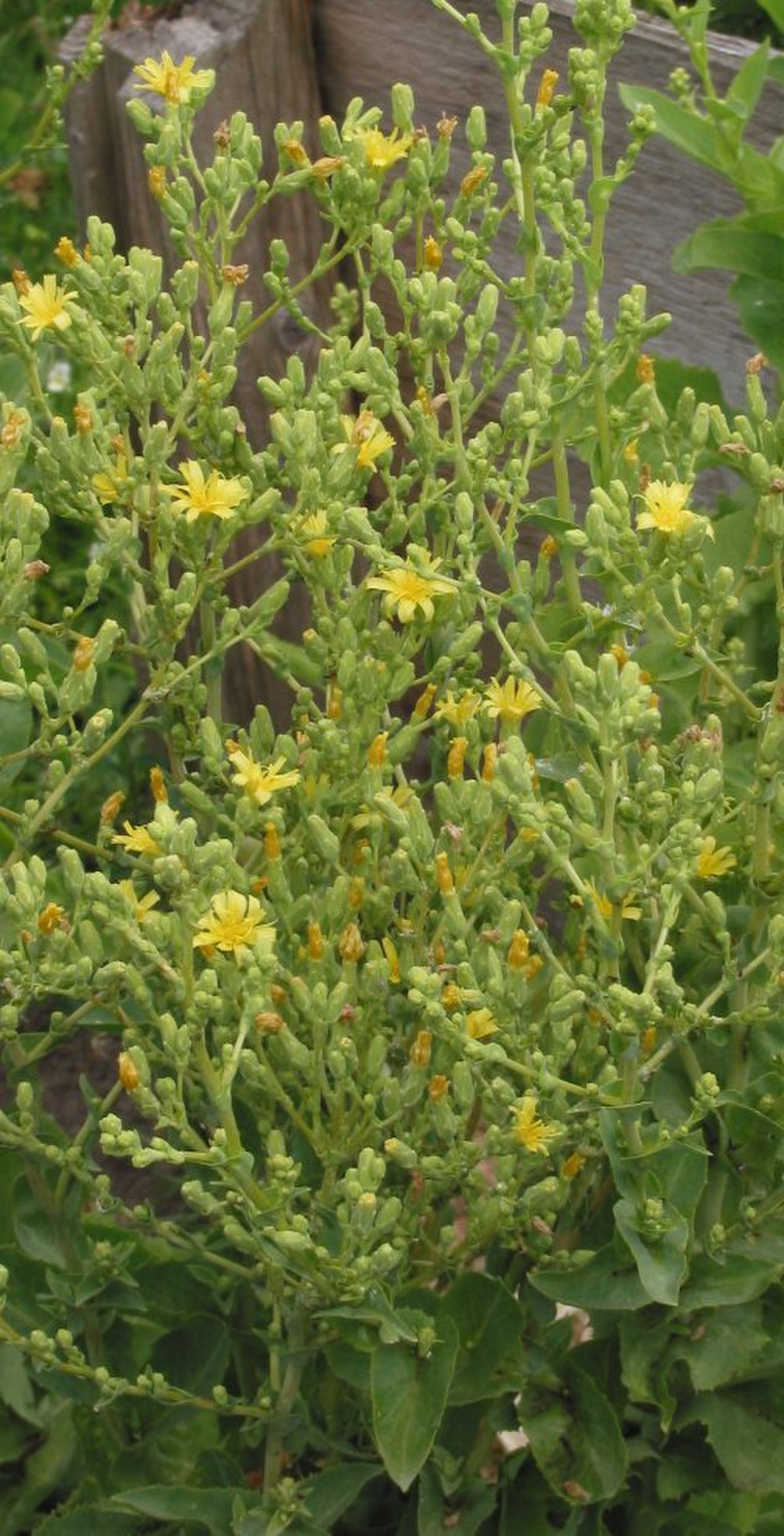 Laitue cultivée