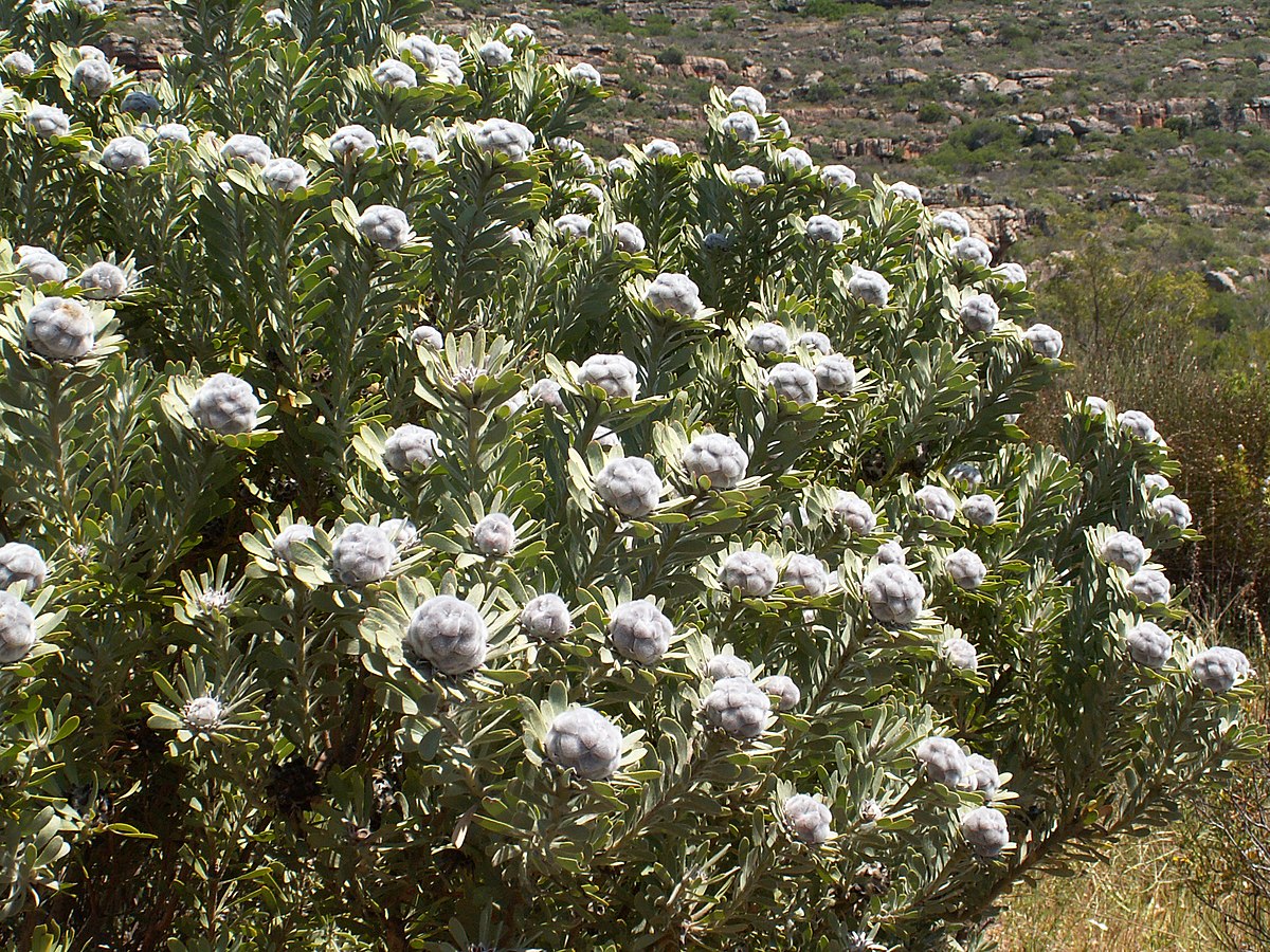 Leucadendron