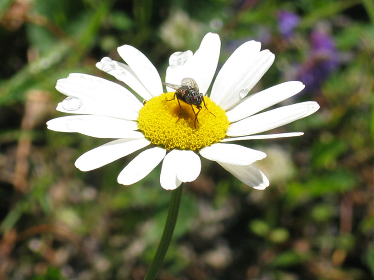 Marguerite commune