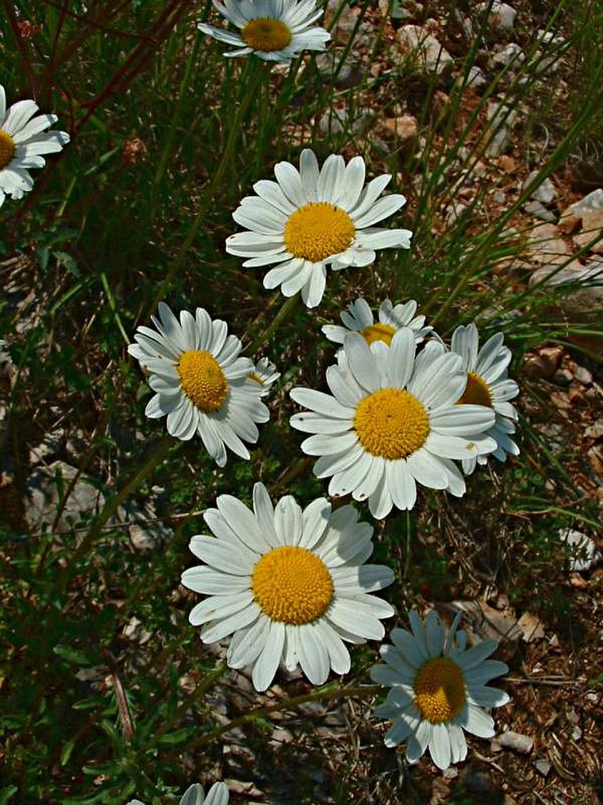 Leucanthemum