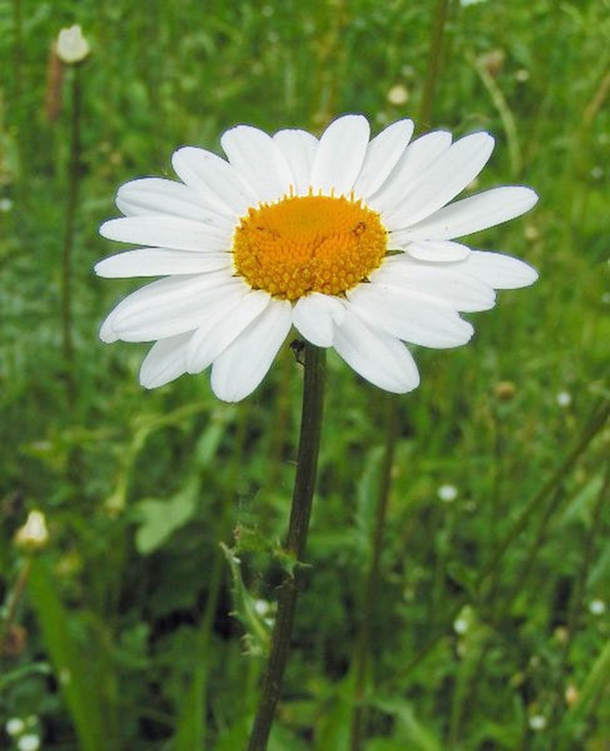 Capitule de marguerite : les fleurons ligulés simulent des pétales blancs
