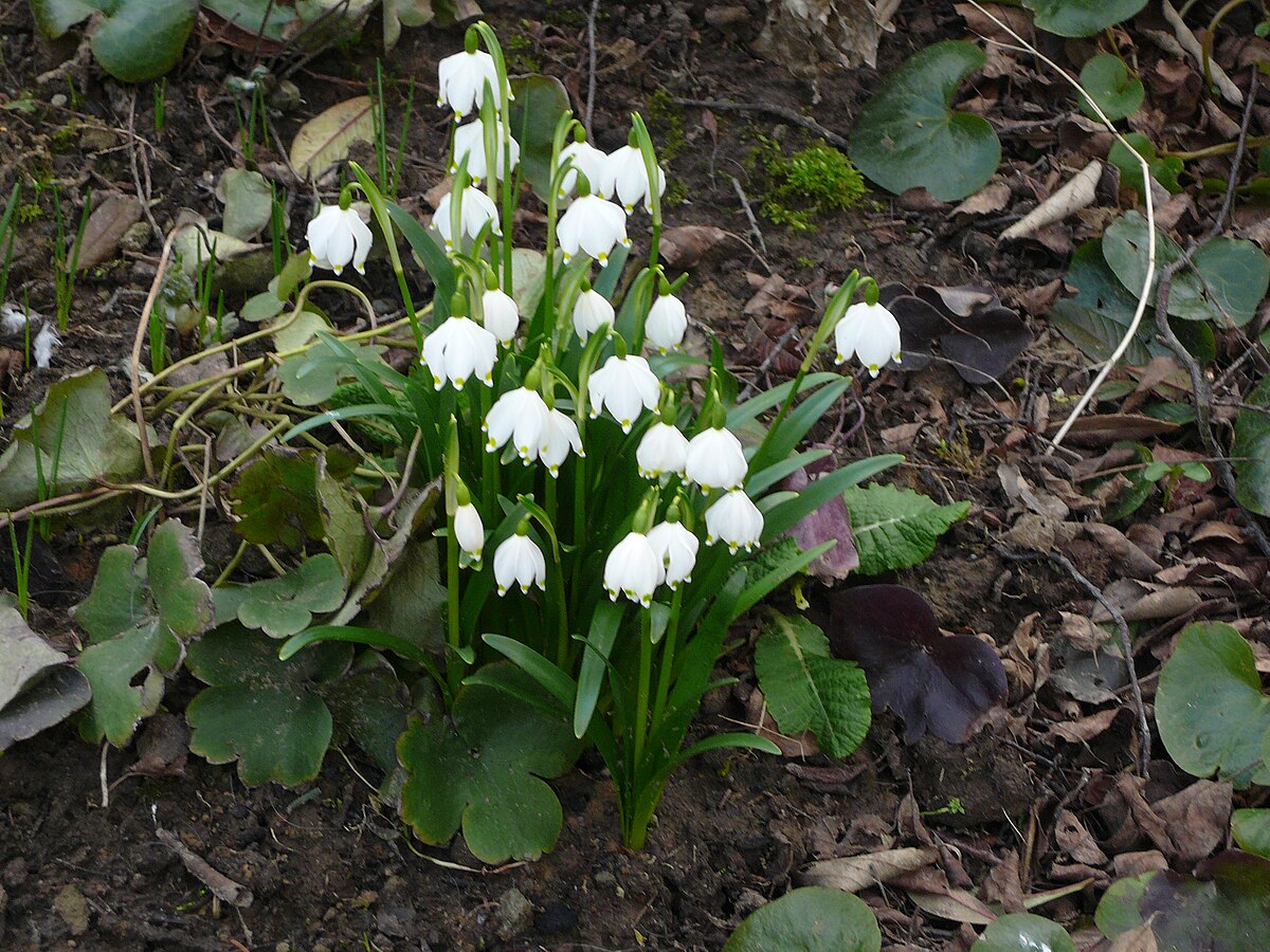 Leucojum