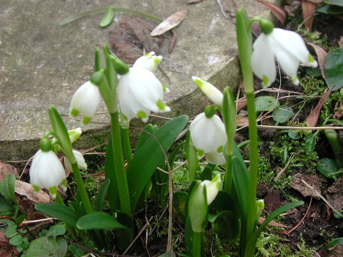 Nivéole de printemps