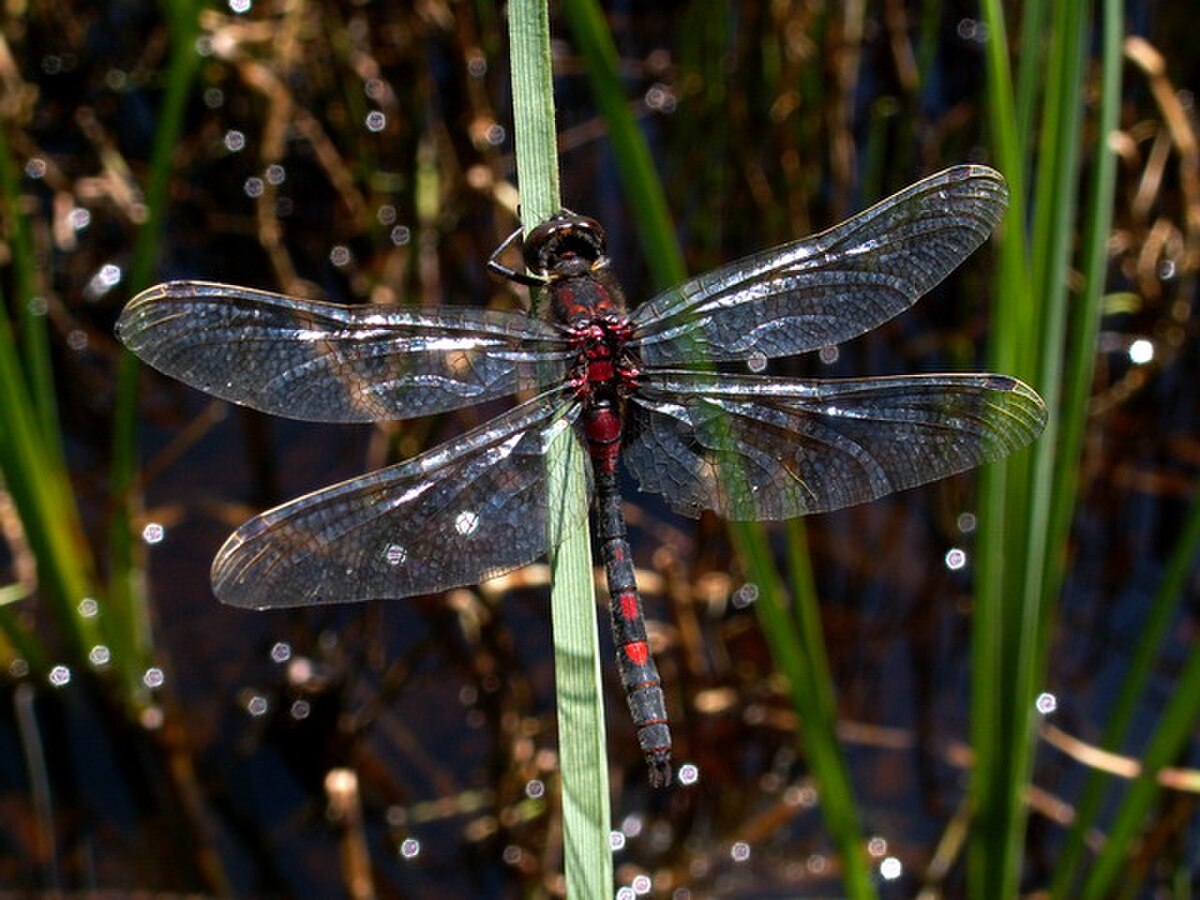 Leucorrhinia