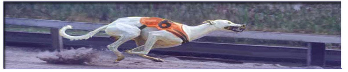 Grippe canine