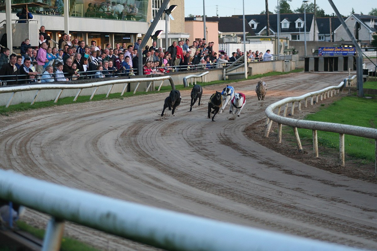 Course de lévriers