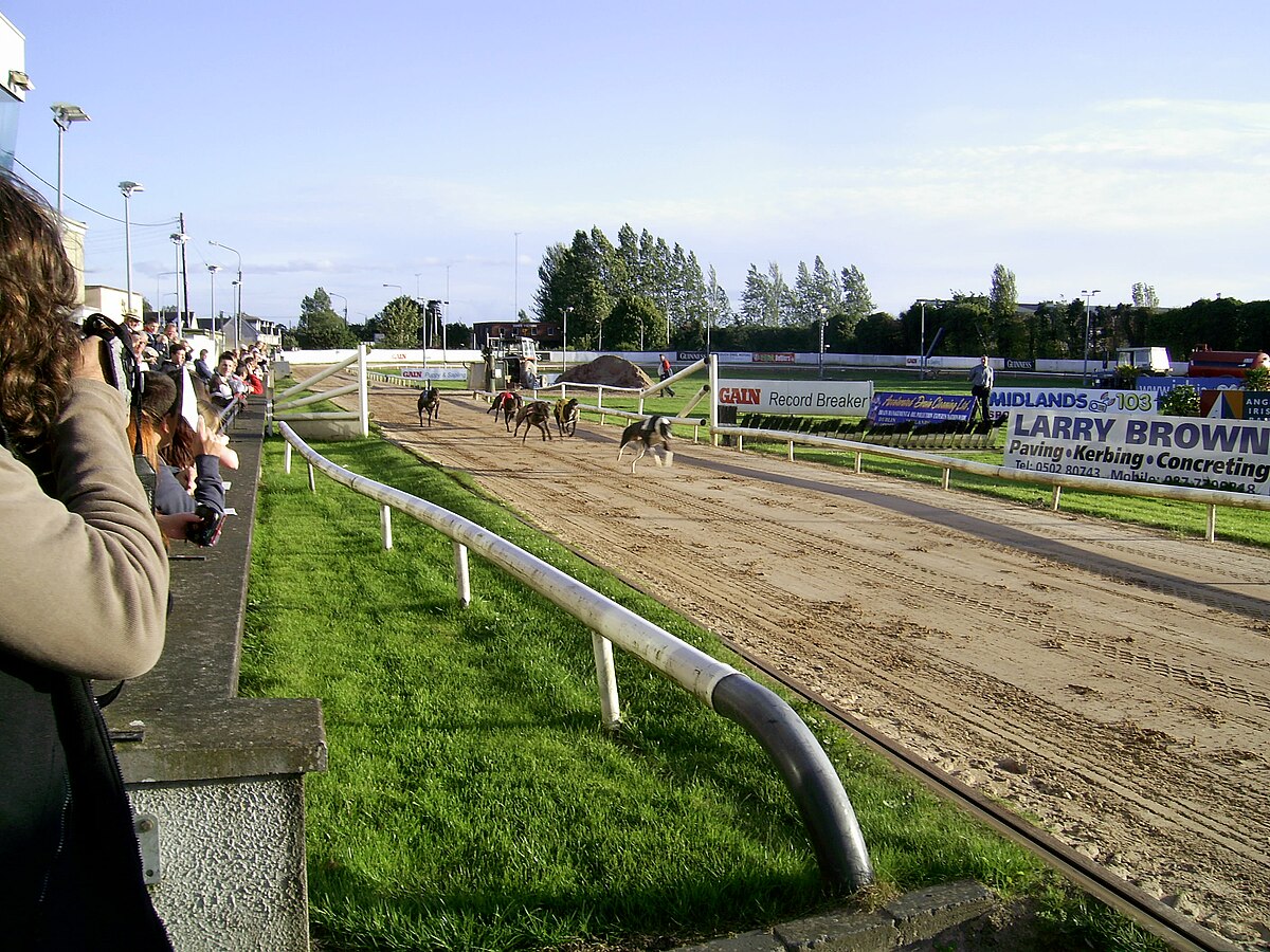 Levriers Mullingar juillet 2008.jpg