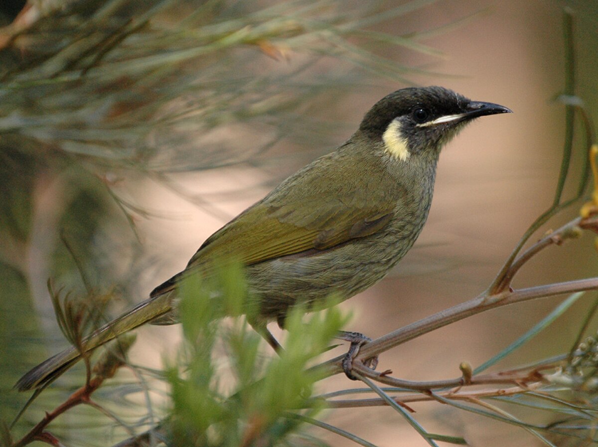 Meliphaga