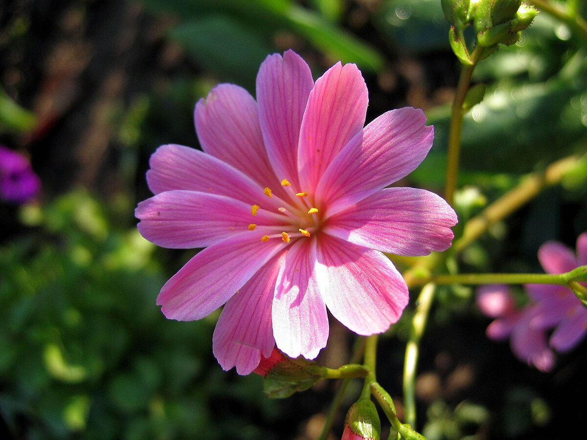 Lewisia