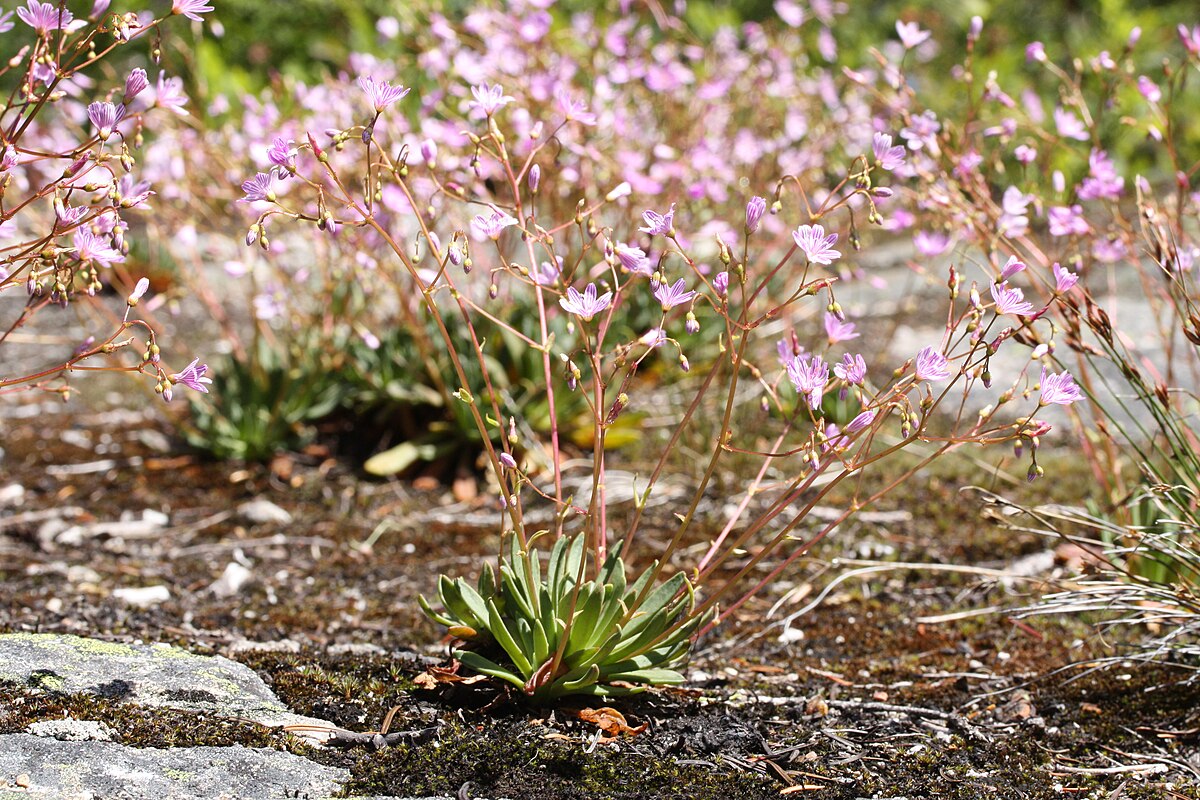 Lewisia columbiana 0028.JPG