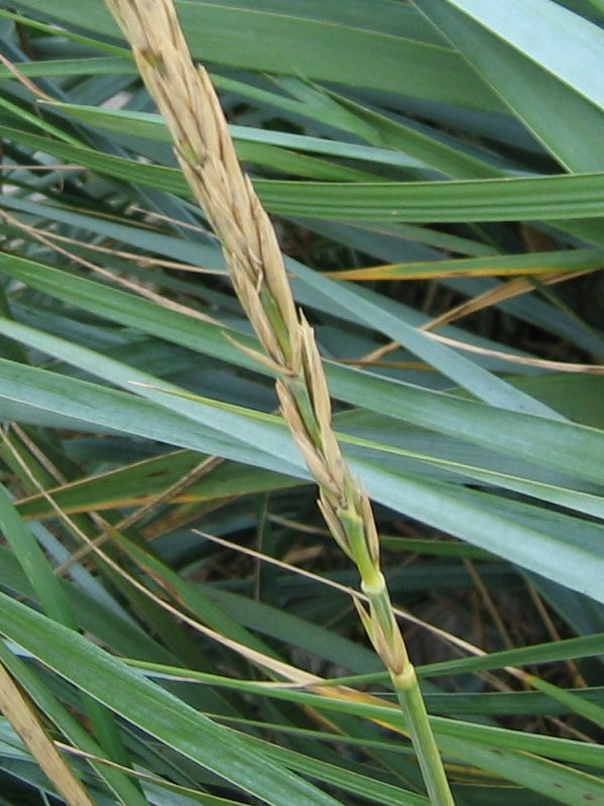 Leymus arenarius
