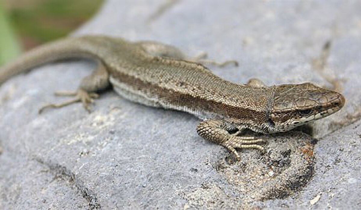 Lézard des Pyrénées