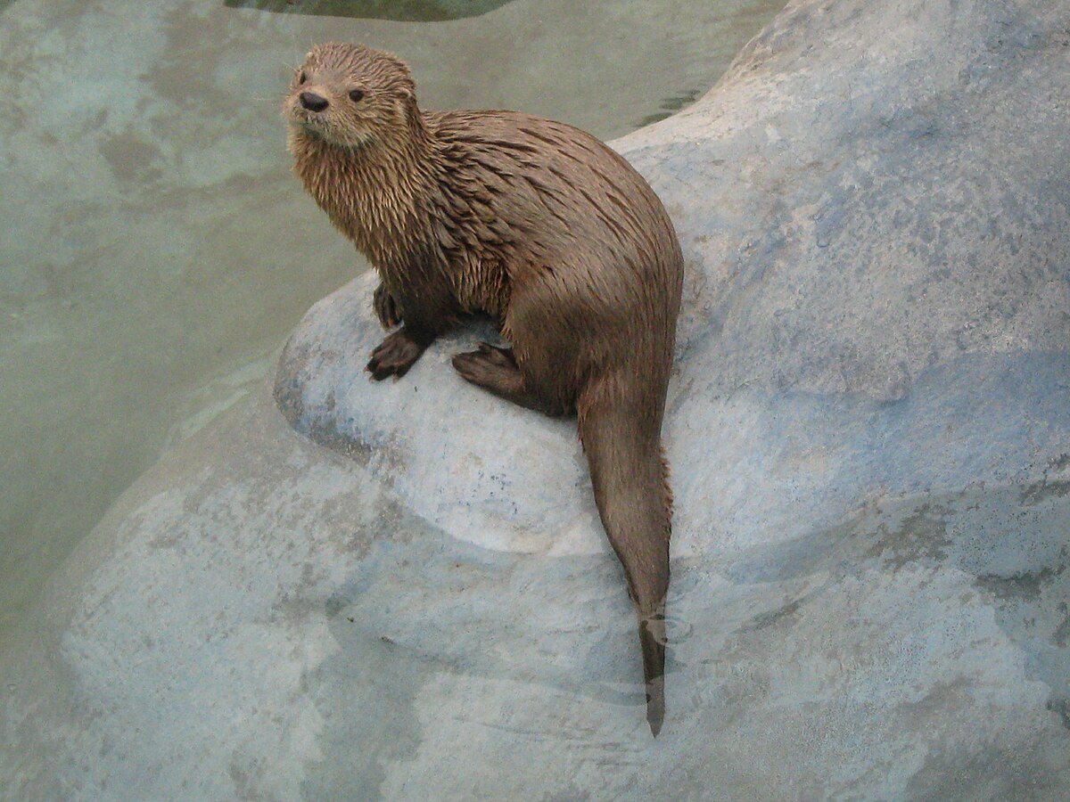 Loutre marine