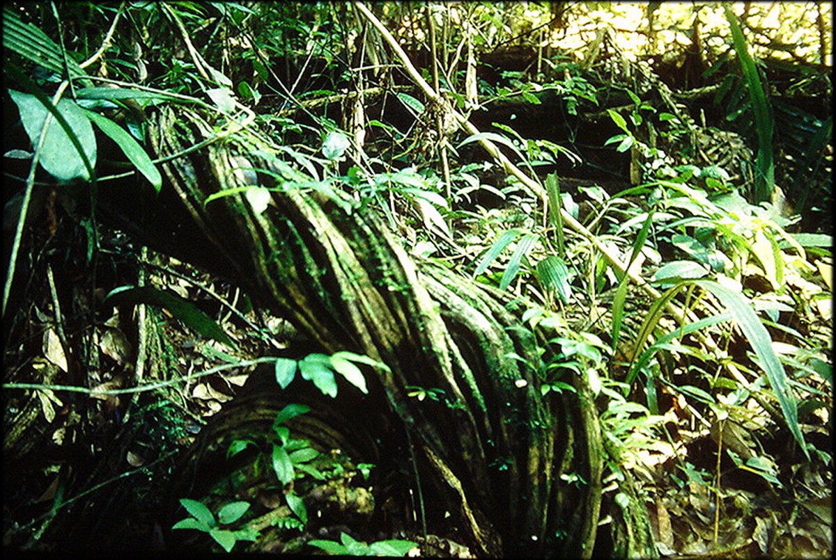 Liane (plante)
