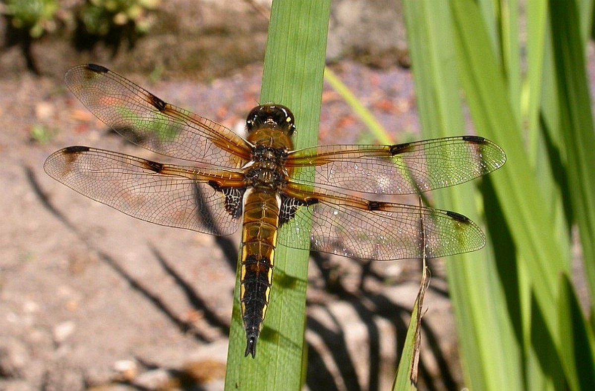 Odonata