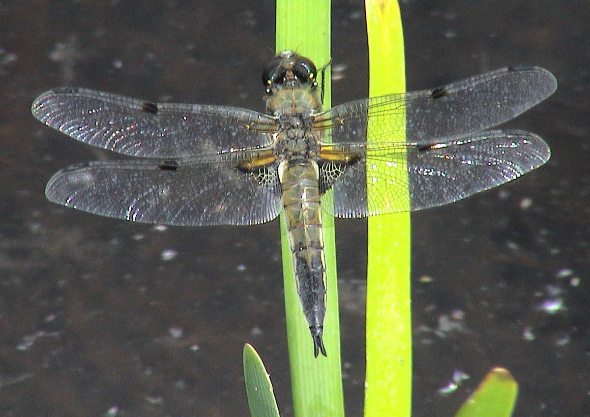 Libellulidae