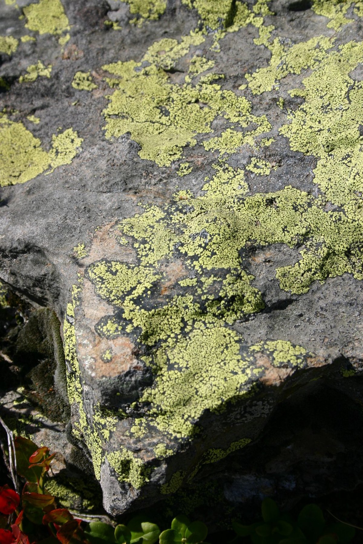 Bioindicateur
