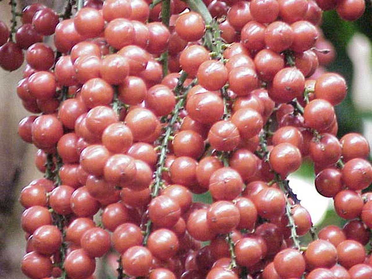 Fruits de Licuala grandisis