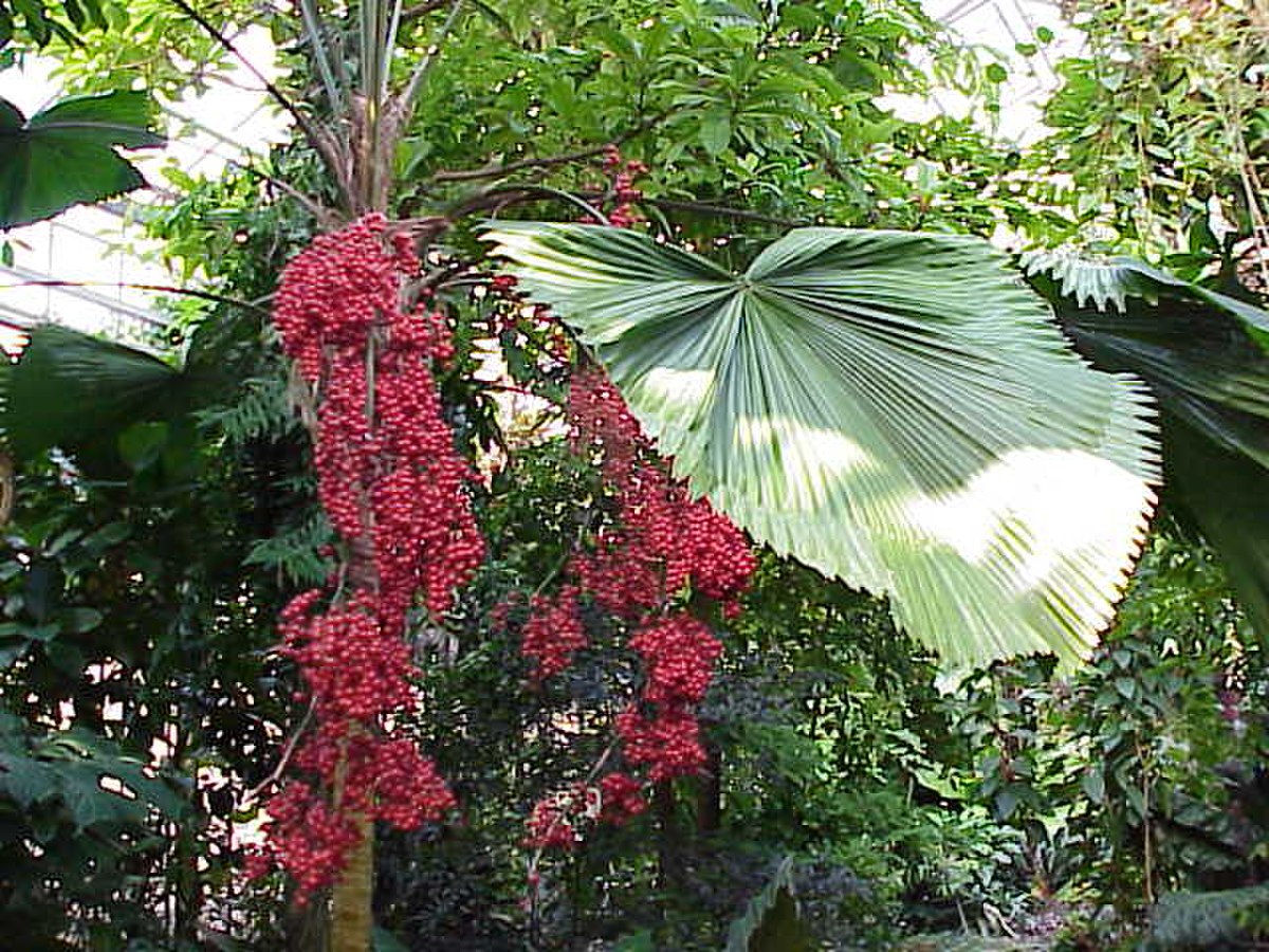 Licuala