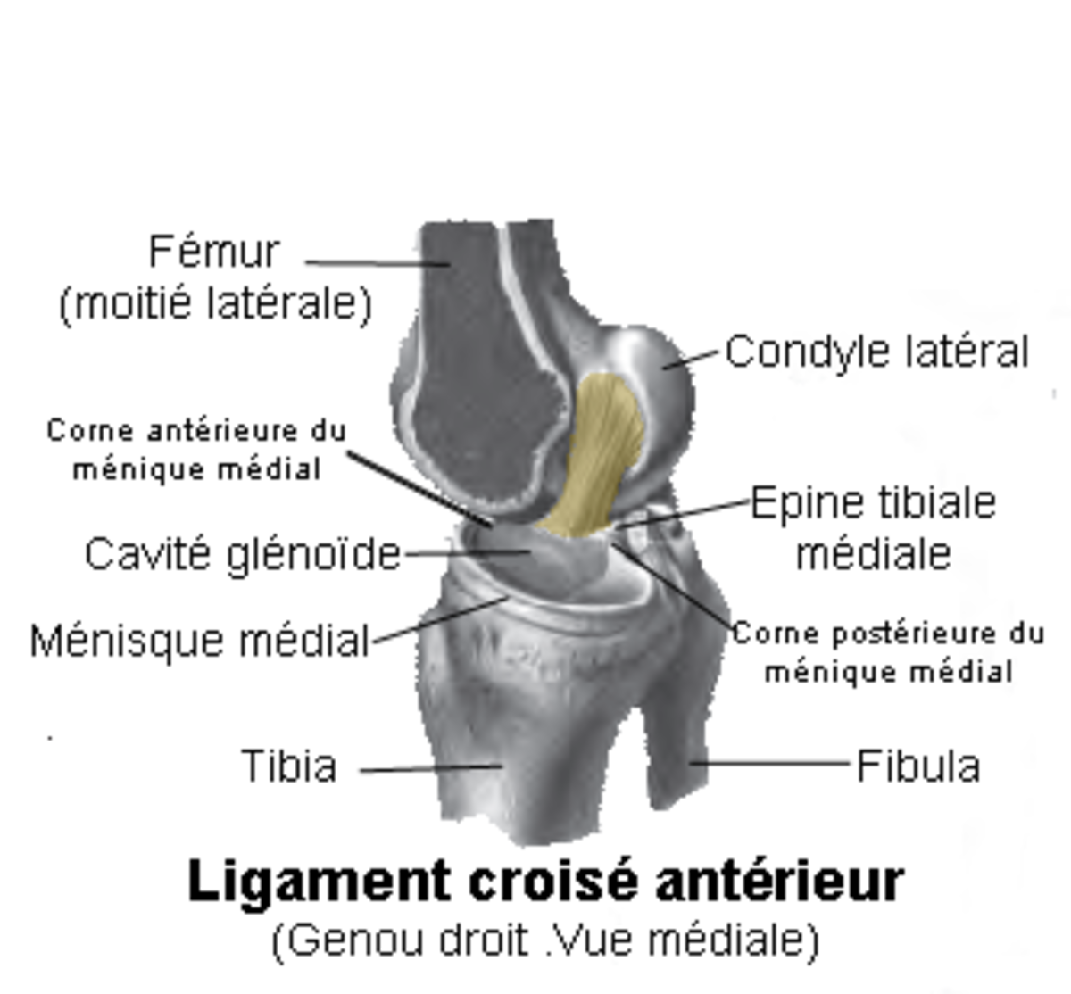 Ligament croisé antérieur
