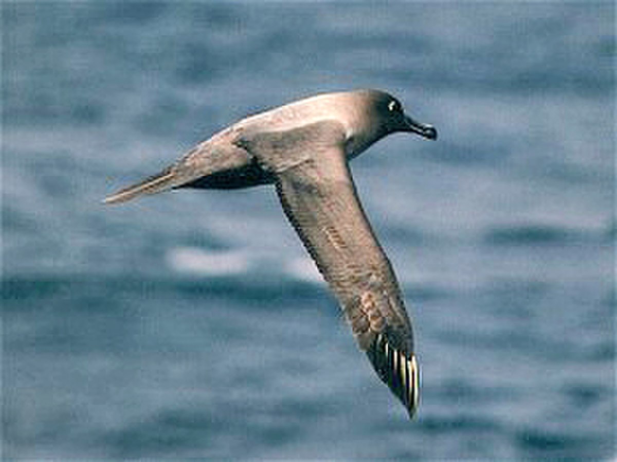 Albatros brun