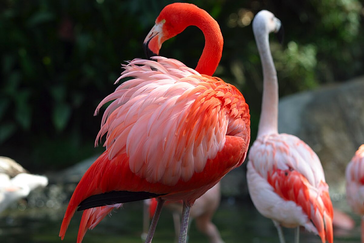 Phoenicopterus ruber