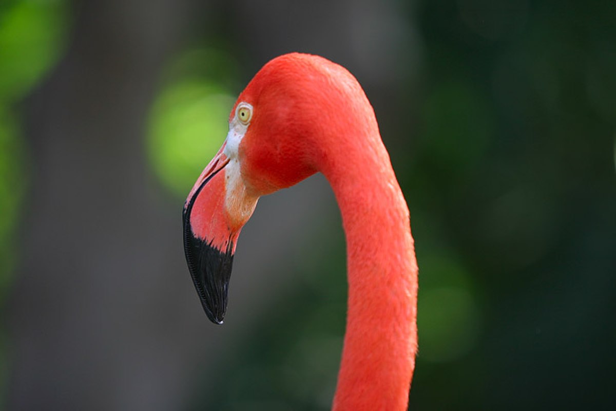 Phoenicopteriformes